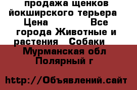 продажа щенков йокширского терьера › Цена ­ 25 000 - Все города Животные и растения » Собаки   . Мурманская обл.,Полярный г.